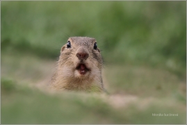 <p>SYSEL OBECNÝ (Spermophilus citellus) /European ground squirrel - Europäischer Ziesel/</p>